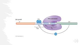 Lambda Bacteriophage Lytic vs Lysogenic Decision Explained [upl. by Charie387]