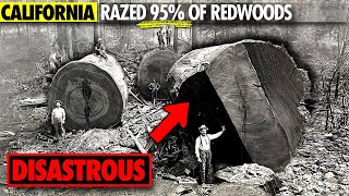 Why California Razed its Ancient Redwood Forests [upl. by Casabonne]