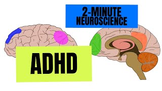 2Minute Neuroscience ADHD [upl. by Yerrot]