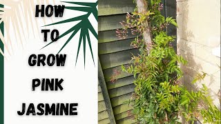 Growing Pink jasmine in UkHow to care pink jasmine plant Growing jasmine [upl. by Joyan]