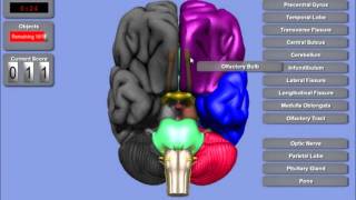 Interactive 3D Brain [upl. by Arline]