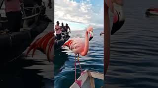 Flamingo Chase shorts explore ocean [upl. by Eirod525]