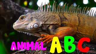 REAL ANIMAL ALPHABET ABC Phonics Song [upl. by Zeeba]