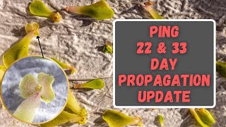 Pinguicula Propagation Update 22 amp 33 Day  Mexican Butterwort Leaf Pulling Updates [upl. by Phyl]