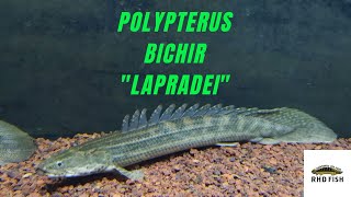 Polypterus Profile  Lapradei Bichir Ikan Palmas Lapradei [upl. by Oiril]