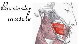 Function of buccinator muscle [upl. by Pancho]