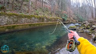 My first Trout of 2024 Fly Fishing for Brook Rainbow and Brown Trout [upl. by Koo]