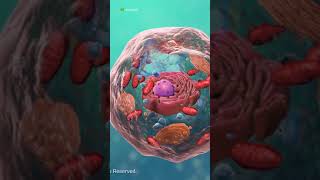 1 Minute Biology Quiz  Cell Structure 1 shorts [upl. by Breana]