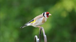 My American Goldfinch sings a tutor calling birds goldfinch excitation to singgoldfinch chirping [upl. by Kesley]