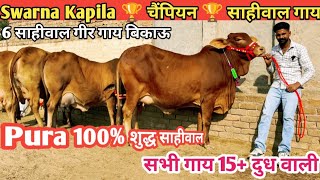 Swarna Kapila 🏆 चैंपियन 🏆 साहीवाल गाय 👌 हजारों लाखों में 1 🎉 Top Class 6 Sahiwal Gir Cow For Sale [upl. by Fuld520]