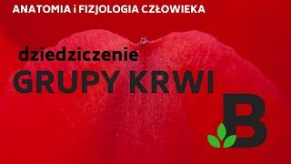 Dziedziczenie grupy krwi u człowieka  KOREPETYCJE z BIOLOGII  248 [upl. by Annette]