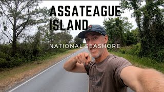 Assateague Island National Seashore vs Assateague State Park [upl. by Anahcra]