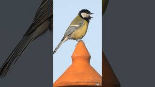 LE CHANT DE LA MÉSANGE CHARBONNIÈRE  GREAT TIT SINGING [upl. by Esinehc]