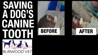 Saving a dogs canine tooth at Burwood Vet [upl. by Terence753]