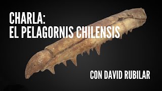 Charla El Pelagornis chilensis [upl. by Yclehc]