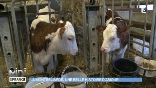 ANIMAUX  La Montbéliarde une belle histoire d’amour [upl. by Audley571]