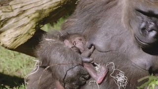 Gorilla birth surprises zoo keepers [upl. by Nylcaj]