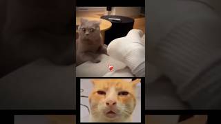 Bombastic cat 😺🤣🤣short viral meju [upl. by Dylane]