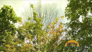 QampA – Why does one of my maple trees not have top leaves and turns fall colors early [upl. by Kessiah]