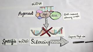 RNA INTERFERENCE RNAi  mechanism and applications [upl. by Adnarim]