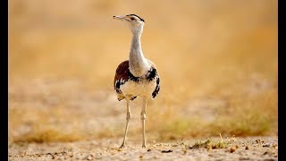 Indian bustard on the brink of extinction [upl. by Akinirt169]