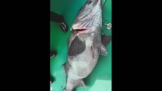 Abura Bozu Oilfish or Butterfish fishsashimiasmr shorts [upl. by Preiser]