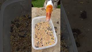 Hilarious Goose Grabs All The Seed babyanimals [upl. by Aiyekal]