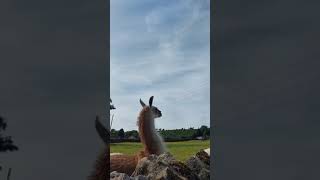 Llamas in a farmЛамы на ферме llamas funnyanimals [upl. by Aynas921]