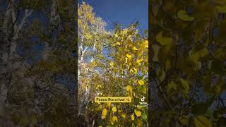 Quaking Aspen sounds utah mountains tree autumn hiking breathe [upl. by Koal]