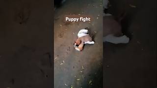 Puppy fight comedy funny [upl. by Emyaj209]