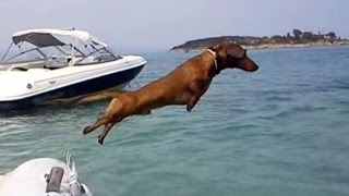 Hilarious Dachshund on Holiday [upl. by Sihon]