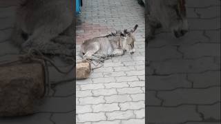 Two week old baby donkey Foal [upl. by Orestes]