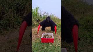 Ferocious Gorilla Confronts 10 Snakes [upl. by Grimbald835]