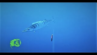 YO ZURI BONITA trolling for Wahoo underwater footage Waterwolf yozuri [upl. by Panter]