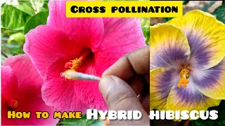 How to make Hybrid Hibiscus plant at home  Cross pollination of Hibiscus  The Bong Garden [upl. by Ailic42]