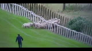 A flock of 🐑 sheeps disruptioned the race in Chepstow race course [upl. by Gilberto]