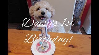 Daisys poochon 1st Birthday Shes all grown up [upl. by Auqenes]