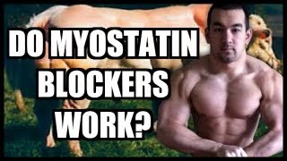 Myostatin Inhibitor Do Myostatin Blockers Work [upl. by Aitnohs]