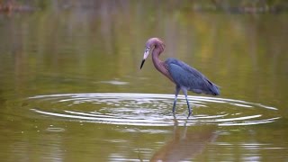 Reddish Egret [upl. by Hime]