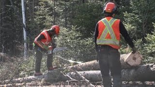 Abattage manuel et débardage forestier au cfp de Duchesnay [upl. by Ancalin]