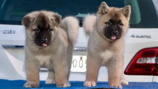 Best American Akita Puppies In India Ever🔥  Sunrise Kennel Best Akita Breeder In India 9548400013 [upl. by Emanuela96]