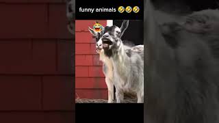 funny animals 🤣🤣🤣 [upl. by Buiron]