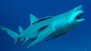 Dans les yeux du requin citron FullHD 2014 [upl. by Celestia831]