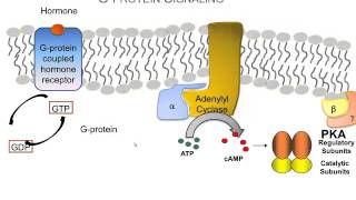 How Hormones Use Gprotein Signaling Pathways A Video Review of the Basics [upl. by Ellan182]