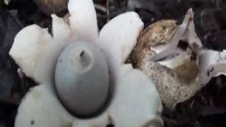 Geastrum saccatum [upl. by Clareta]