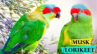 Musk Lorikeet  Australian Birds  Facts about Musk Lorikeet [upl. by Etterraj]