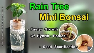 Rain Tree For Mini Bonsai From Seed amp Seed Scarification  subtitles available [upl. by Anstus]