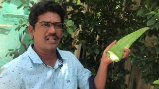 How to purify aloe vera and make aloe vera gel Tamil [upl. by Autum]