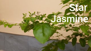 369 AI Garden  Star Jasmine • முல்லை [upl. by Assirrak529]