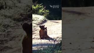 CUTE Little Lion Cubs Running  Funny and Cute Animal Cubs [upl. by Shermie161]